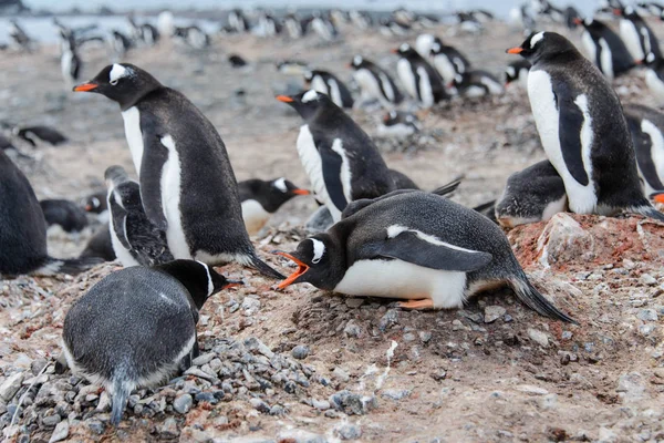 Pingwin Białobrewy Gniazdo Agresywne Otwartym Dziobem — Zdjęcie stockowe