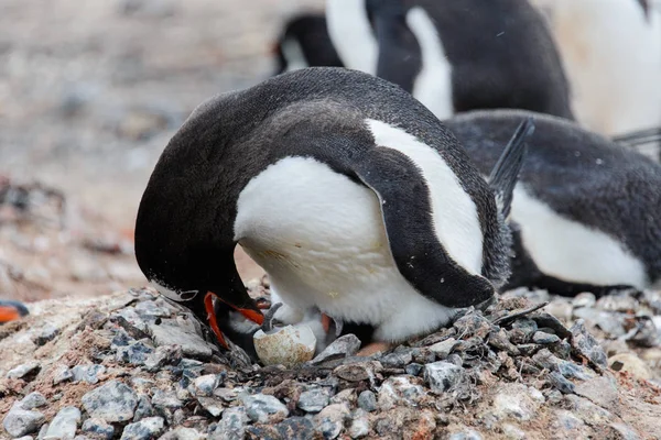 Gentoo Pingouin Avec Poussin Nouveau Dans Nid — Photo