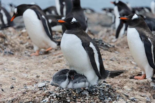 Gentoo Pingouin Avec Des Poussins Dans Nid — Photo