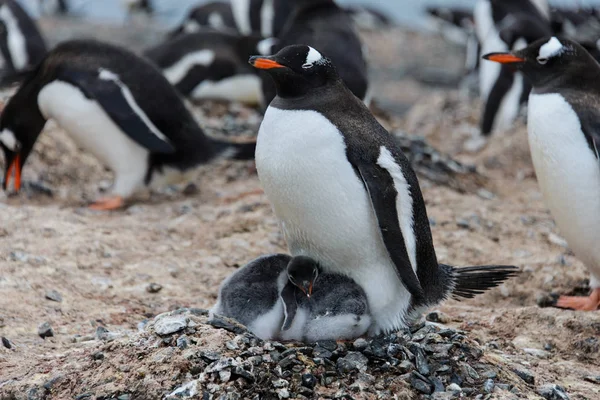 Pinguim Gentoo Com Filhotes Ninho — Fotografia de Stock