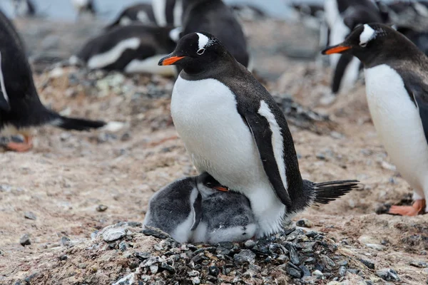 Gentoo Пінгвін Курчат Гніздо — стокове фото