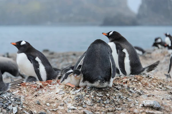 Pinguim Gentoo Com Filhotes Ninho — Fotografia de Stock