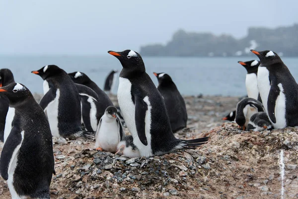 巣の中の雛とジェンツー ペンギン — ストック写真