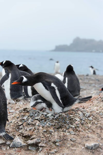 Gentoo penguin with chicks in nest