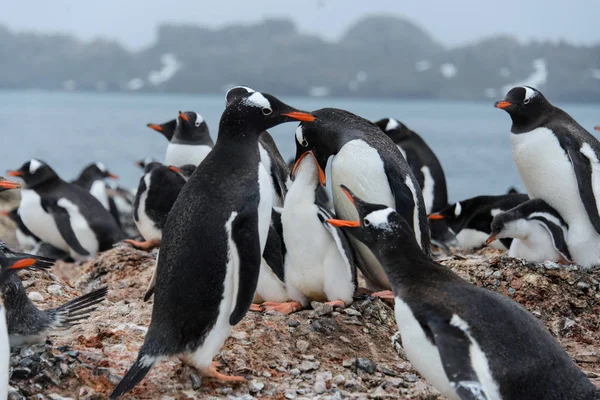 ジェンツー ペンギンはひよこをフィードします — ストック写真