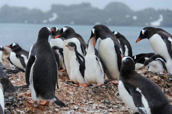 Gentoo Pingüino Alimenta Polluelo —  Fotos de Stock
