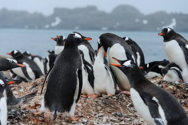 Gentoo Pinguim Alimenta Garota — Fotografia de Stock