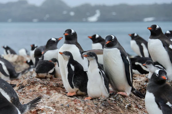 Pinguim Gentoo Com Filhotes Ninho — Fotografia de Stock