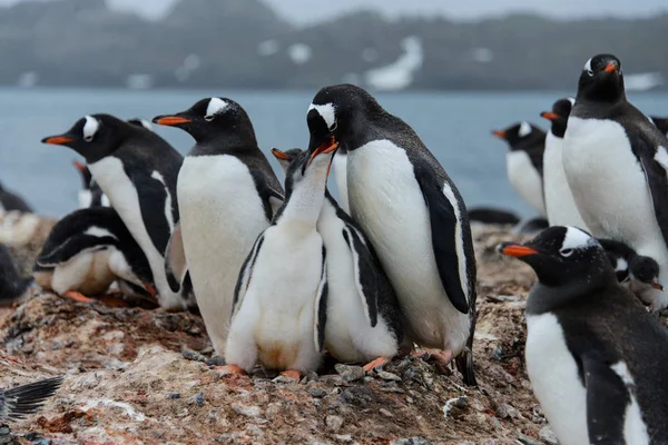 Gentoo Pinguim Alimenta Garota — Fotografia de Stock