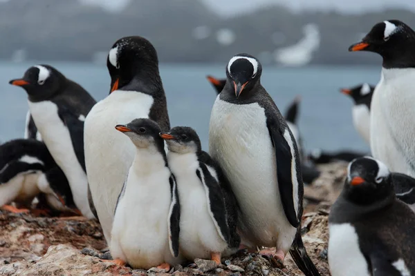 巣の中の雛とジェンツー ペンギン — ストック写真