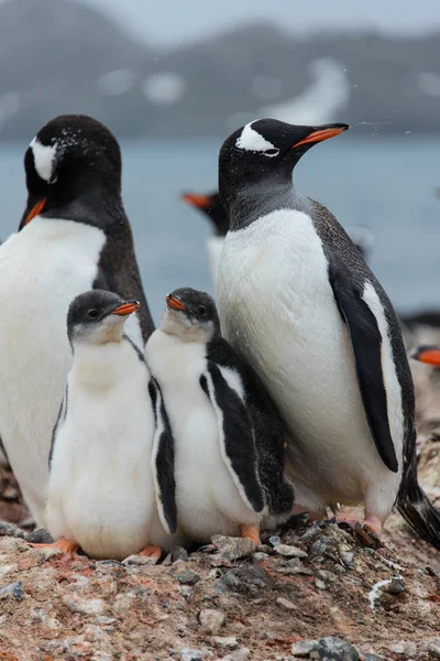 Gentoo penguin with chicks in nest