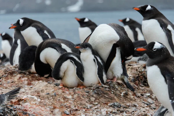 Pinguim Gentoo Com Filhotes Ninho — Fotografia de Stock