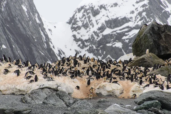 中国带企鹅的殖民地展出 — 图库照片