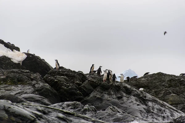 Colonie Pingouin Chinstrap Sur Exposition — Photo