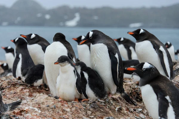 巣の中の雛とジェンツー ペンギン — ストック写真