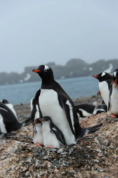 Gentoo penguin with chicks in nest