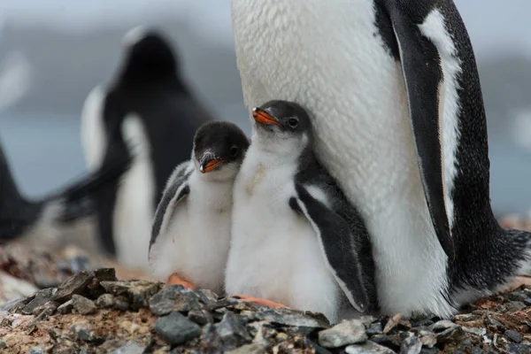 Dos Polluelos Pingüino Gentoo Nido — Foto de Stock