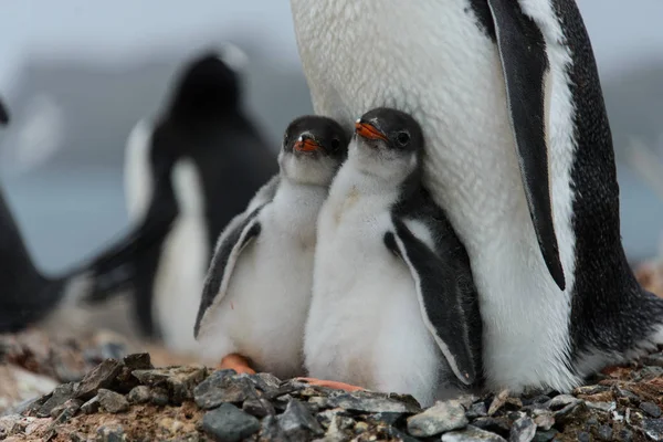 Two Gentoo Penguin Chicks Nest — Stock Photo, Image