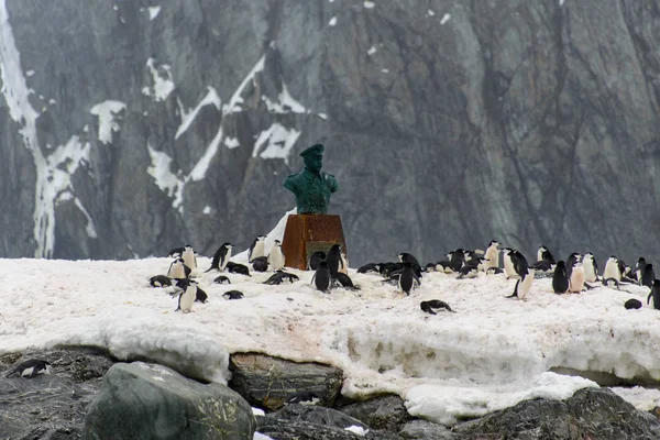 Pingüinos Hábitat Natural — Foto de Stock
