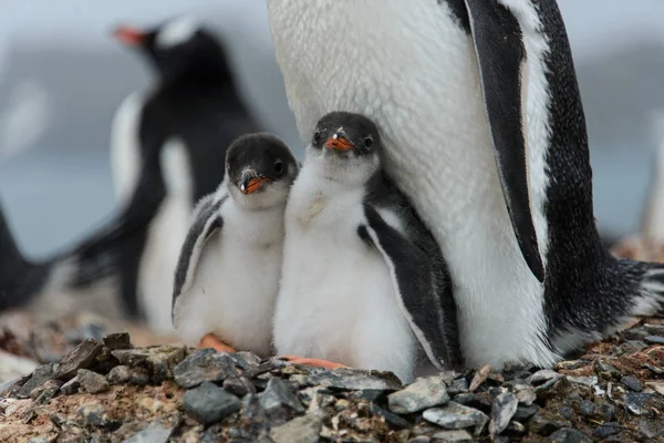 Två Gentoo Penguin Ungarna Boet — Stockfoto