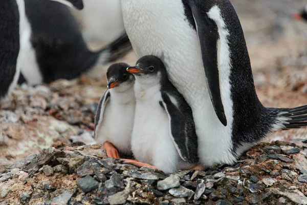 Dois Pinguins Gentoo Ninho — Fotografia de Stock