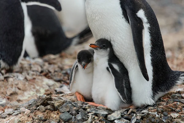 Two gentoo penguin\'s chicks in nest