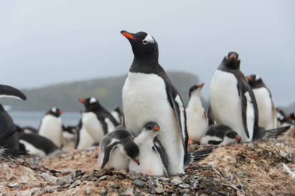 Gentoo Penguin Med Ungarna Boet — Stockfoto