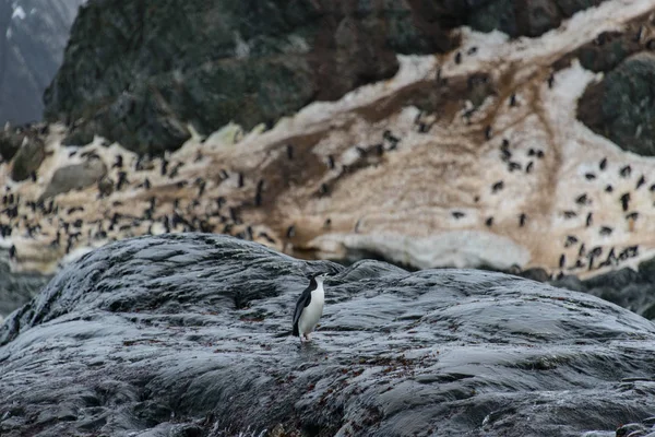 Colonie Pingouin Chinstrap Sur Exposition — Photo