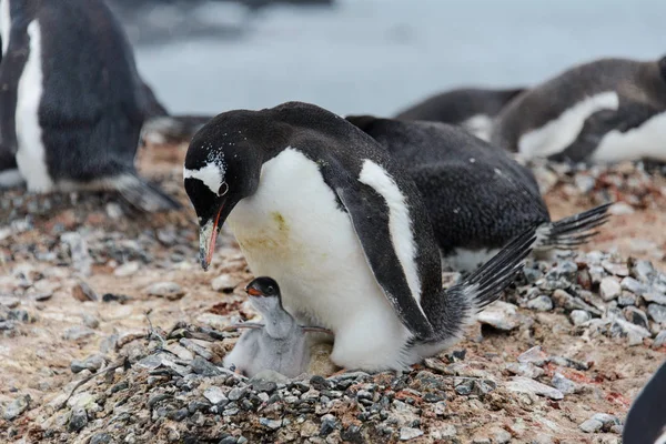 Gentoo Pingouin Avec Des Poussins Dans Nid — Photo