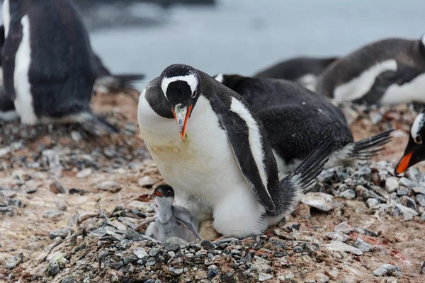 Gentoo Pingouin Avec Des Poussins Dans Nid — Photo