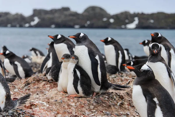 Pingüino Gentoo Con Polluelos Nido — Foto de Stock