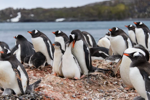 Gentoo Penguin Feeds Chick Boet — Stockfoto