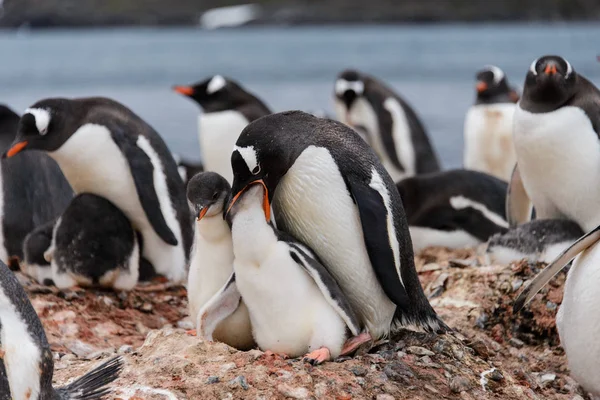 Gentoo Pinguim Alimenta Garota Ninho — Fotografia de Stock