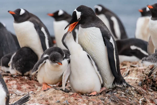 Gentoo Penguin Feeds Chick Boet — Stockfoto