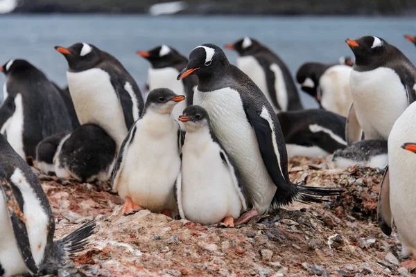 Dois Pinguins Gentoo Ninho — Fotografia de Stock