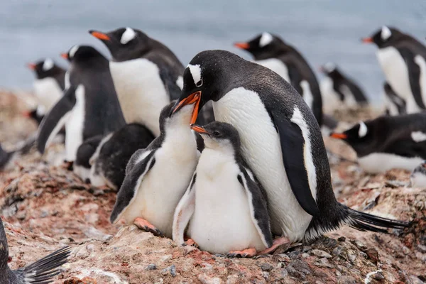 Gentoo Pinguim Alimenta Garota Ninho — Fotografia de Stock