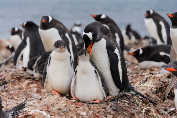 Gentoo Penguin Med Ungarna Boet — Stockfoto