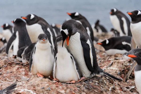 Gentoo Penguin Med Ungarna Boet — Stockfoto