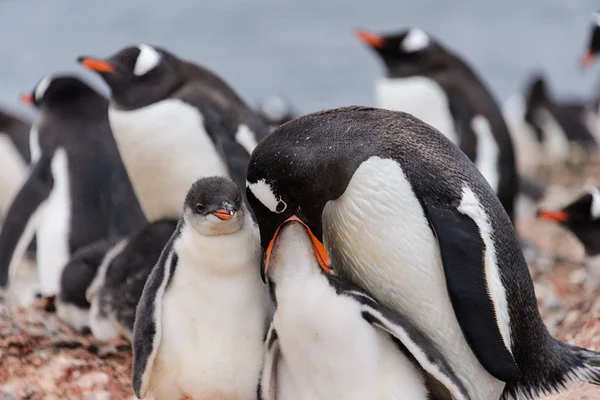 Пингвин Gentoo Кормит Цыплят Гнезде — стоковое фото