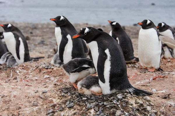 Gentoo Penguin Kycklingar Bajsar — Stockfoto