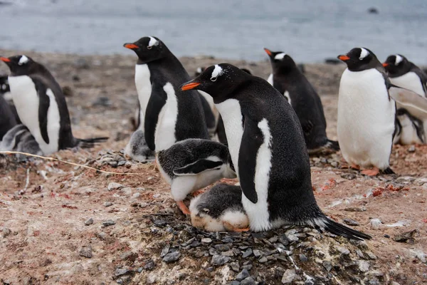 Los Polluelos Gentoo Penguin Hacen Popó —  Fotos de Stock