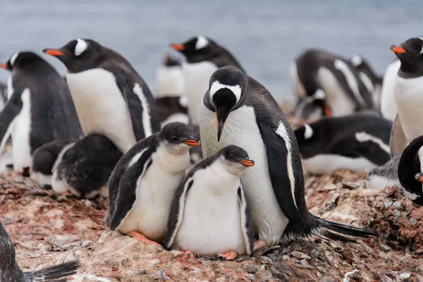 巣の中の雛とジェンツー ペンギン — ストック写真