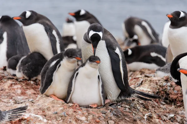 Gentoo Penguen Yuva Civciv Ile — Stok fotoğraf