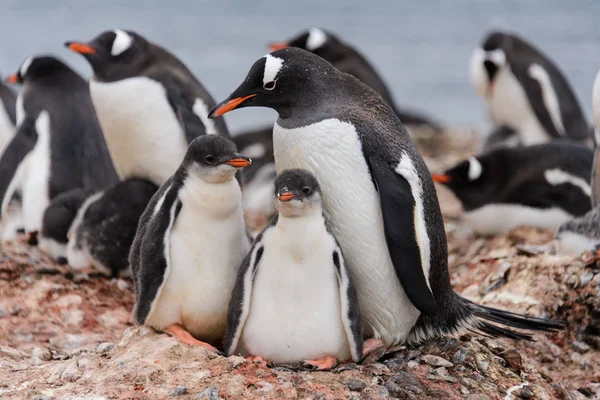 Пингвин Gentoo Цыплятами Гнезде — стоковое фото