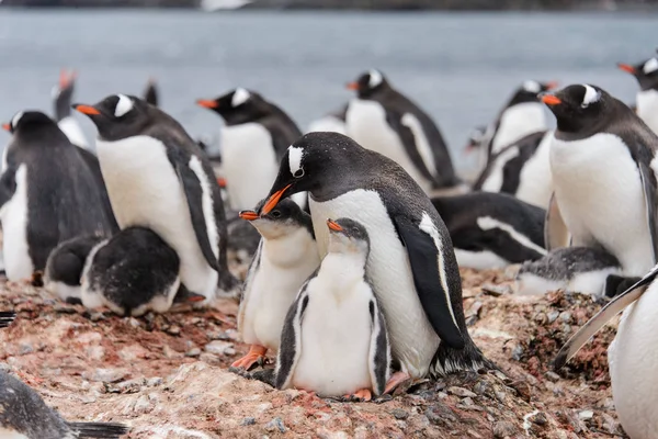 Pinguim Gentoo Com Filhotes Ninho — Fotografia de Stock