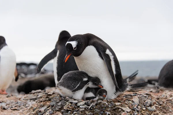 Gentoo penguin\'s chicks poops in nest