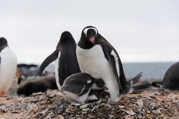 Gentoo penguin\'s chicks poops in nest