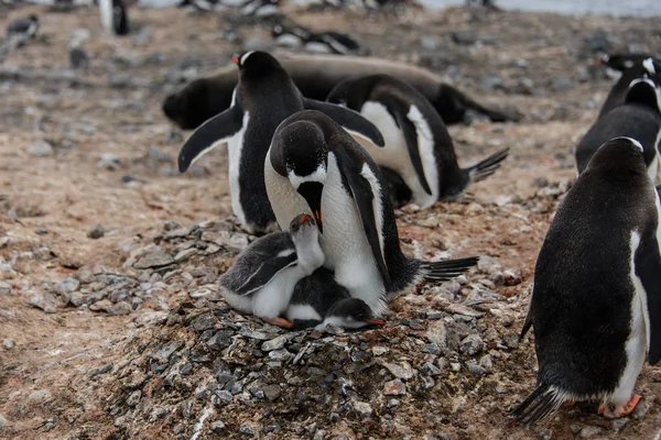 Gentoo Pingüino Alimenta Polluelo Nido — Foto de Stock