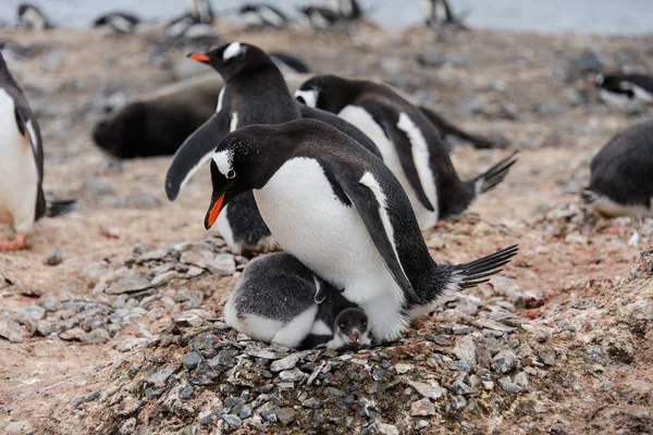 Gentoo Pingvin Csibék Poops Fészekben — Stock Fotó