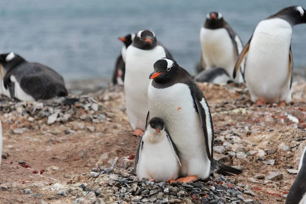 Pinguim Gentoo Com Pintainho Ninho — Fotografia de Stock